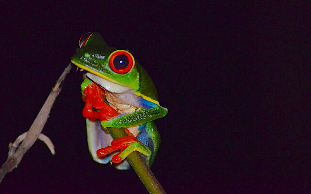 ESTACIÓN BIOLÓGICA LA SELVA en COSTA RICA