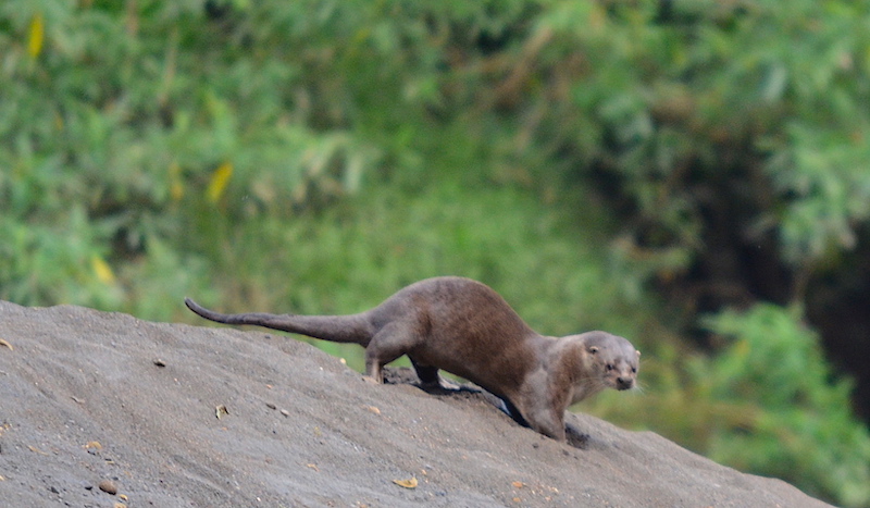 LA NUTRIA